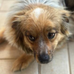 Nikki / Status: sucht ein Zuhause