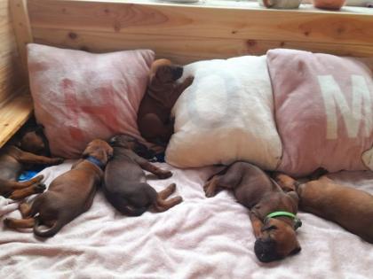 Rhodesian Ridgeback Welpen