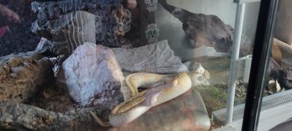 Königs python paar Männchen u  Weibchen