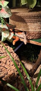 2 Kornnattern mit großem Terrarium!!!