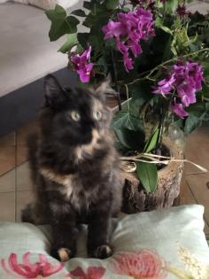 Katze Dori sucht ein liebevolles Zuhause …