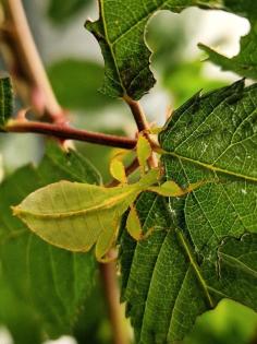 Wandelnde Blätter (Phyllium philippinicum)