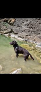Labradoodle Wurfankündigung Februar 2024