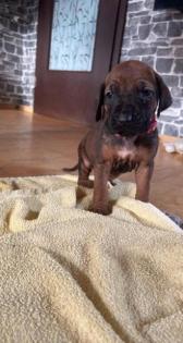Rhodesian Ridgeback welpen