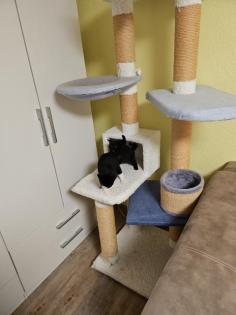 2 Bkh kitten suchen neues zu hause
