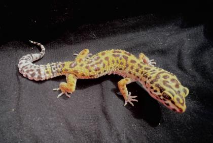 Leopardgekos weiblich aus 2024