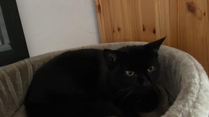 Niki sucht dringend ein neues Zuhause mit Freigang