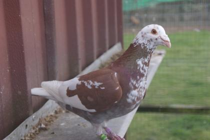 Choco Meulemans Brieftauben