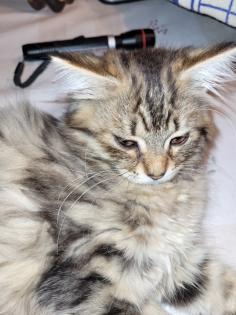 Main coon Mischlinge 4×