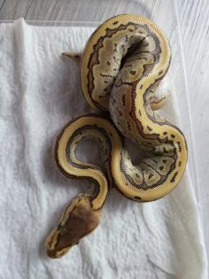 Weibliche Königspythons !!!!!!!!!!
