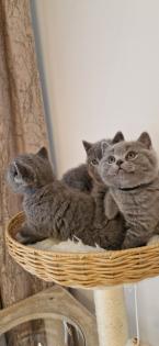 Bkh- kitten Bkh-kitten