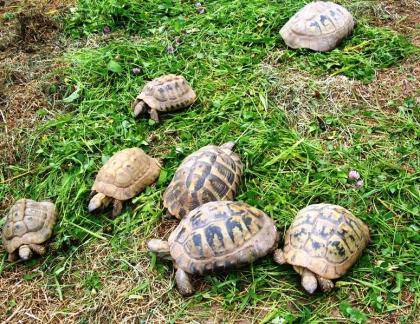 Griechische Landschildkröten, Thb. un Thh. (kleinbleibende Unterart aus dem west