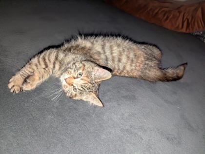 Süße Maine coon Mix katze, Mädel