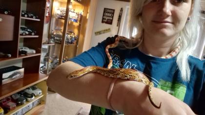 2 Kornnattern (Männlich&Weiblich) inkl. Terrarium