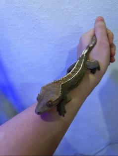 Crested Gecko / Kronengecko „Pinstripe“ abzugeben