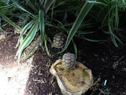 Spornschildkröte (Geochelone sulcata)