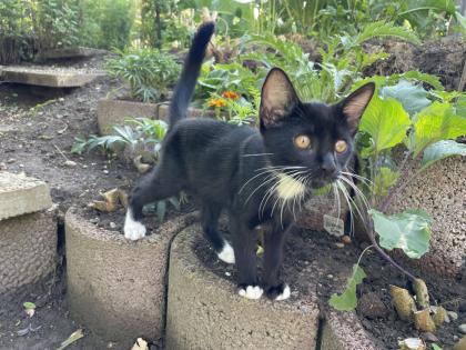 Kitten, Kätzchen, Junge, Waldkatze