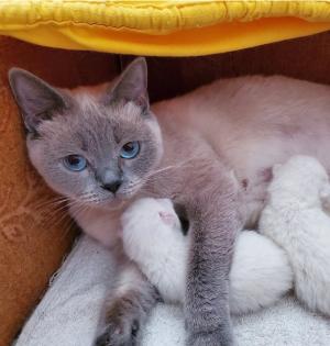 Reinrassige BKH blue point Kitten
