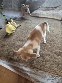 Chihuahua Mix Welpen