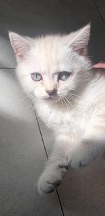 BKH Kitten Abgabebereit