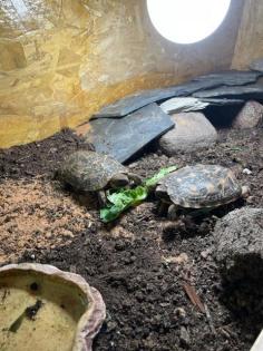 Spaltenschildkröte (Malacochersus tornieri)