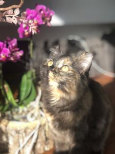 Katze Dori sucht ein liebevolles Zuhause …