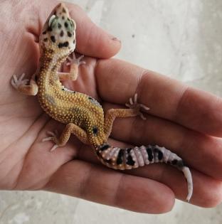Tolle Leopardgecko Jungtiere aus 2024