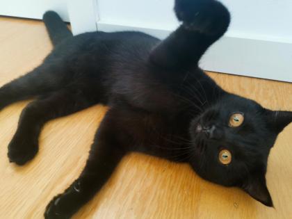 Kater BKH - schwarz/dunkelbraun - 7 Monate alt