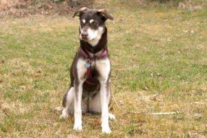 BLUNA - weiblich  8 Monate  54 cm  23 kg  Husky-Mix-Weimaraner  Gechipt  Nicht k