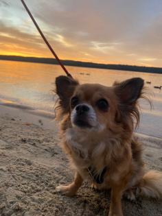 Neues zu Hause für meine 9 Jahre junge Chihuahua Dame