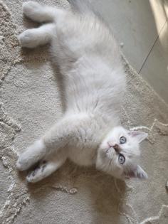 BKH Kitten Abgabebereit