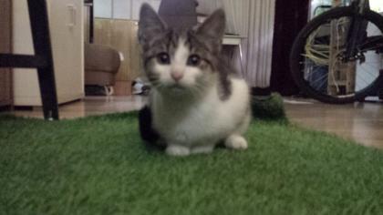 Katze - Kitten (3-Monate-alt)