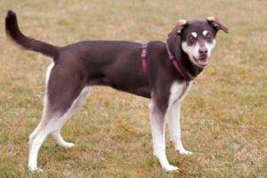 BLUNA - weiblich  8 Monate  54 cm  23 kg  Husky-Mix-Weimaraner  Gechipt  Nicht k
