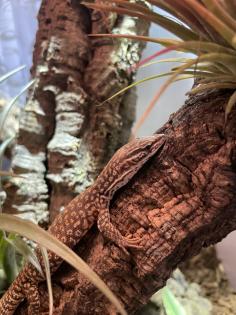 Stachelschwanzwaran 2025