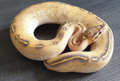 Königspythons eigene Nachzuchten von 2024