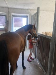 Reitpony Mix Wallach, 3 jährig, 1,45 m, Freizeit, Western, Dressur