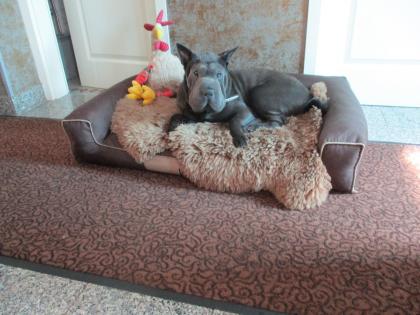 Shar-Pei Hündin 9 1/2 Monate