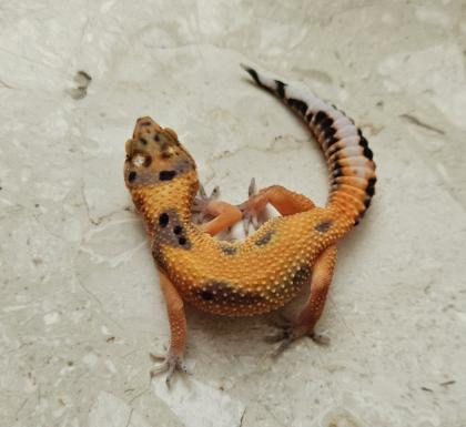 Tolle Leopardgecko Jungtiere aus 2024