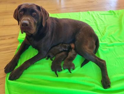 Labradorwelpen Schokobraun reinrassig