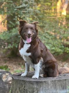Australian Shepherd Welpen