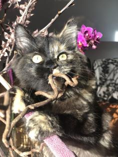 Katze Dori sucht ein liebevolles Zuhause …