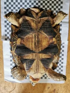 Geochelone Radiata 0.4 weibchen