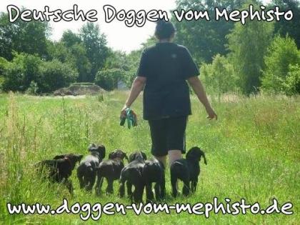 Seit 1979 - Deutsche Doggen ´vom Mephisto´ 