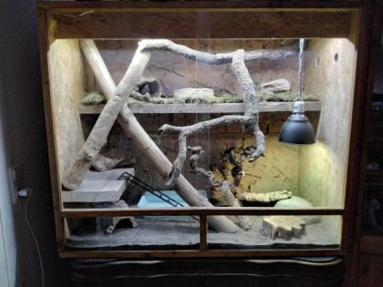 Kornnattern 1 Albino 1 rot mit terrarium 