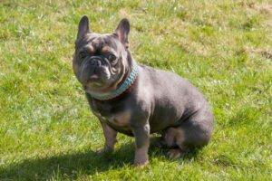 FRENCH HUGO - männlich 4 Jahre 34 cm 14 kg Französische Bulldogge Gechipt Nicht 