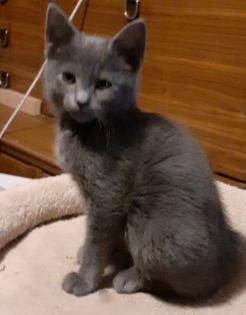Süße blaue Kätzchen,  Kitten abzugeben