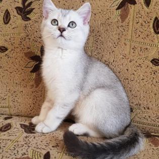Scottish Straight-Fold