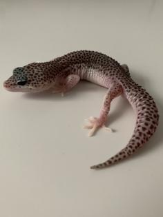 1.0 Mack super Snow Het Diablo Blanco Leopardgecko Männchen Enz 23 abzugeben Übe