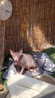 Sphynx Kitten 
