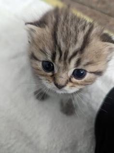 Sechs süße BKH Kitten geb. 06.05.23 suchen ab Ende Juli ein neues Zuhause